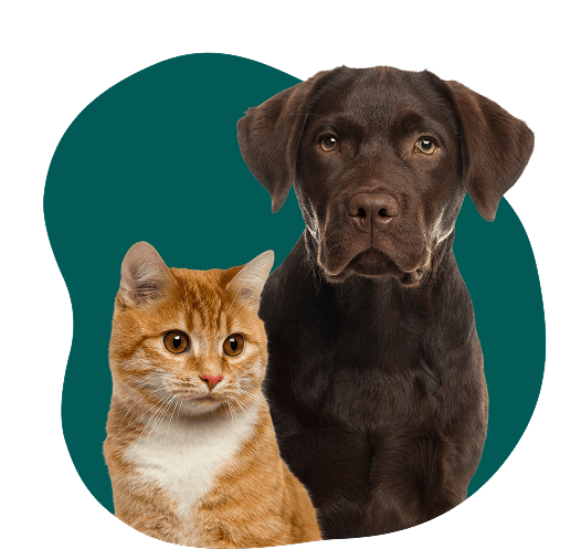Cachorro e gato juntos