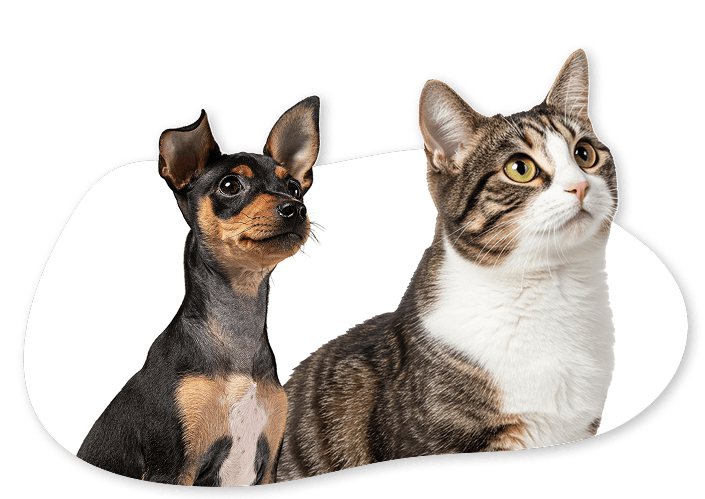 Cachorro e gato